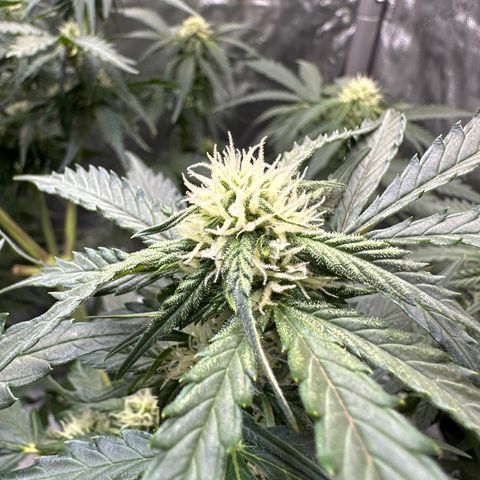 Amnesia Haze growlog timeline photo