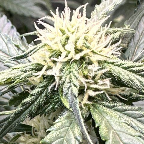 Amnesia Haze growlog timeline photo