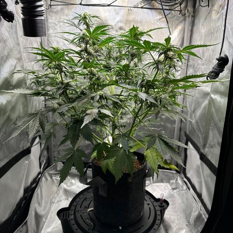 Amnesia Haze growlog timeline photo