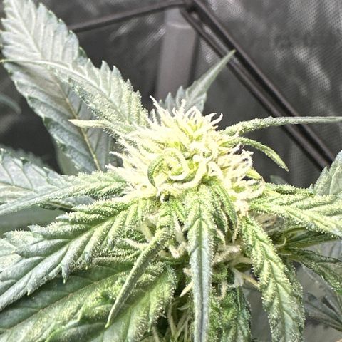 Amnesia Haze growlog timeline photo
