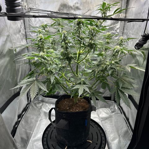 Amnesia Haze growlog timeline photo