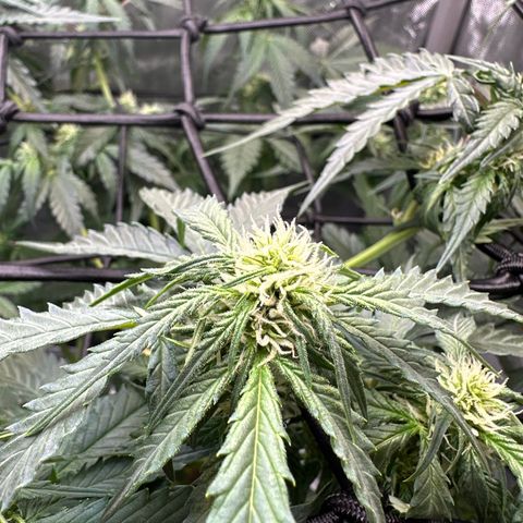 Amnesia Haze growlog timeline photo