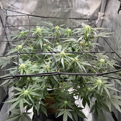 Amnesia Haze growlog timeline photo
