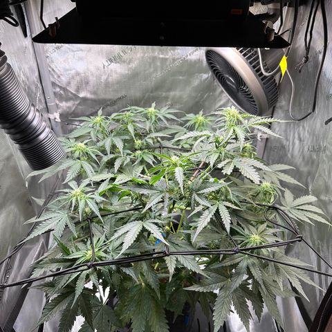 Amnesia Haze growlog timeline photo