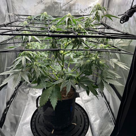 Amnesia Haze growlog timeline photo