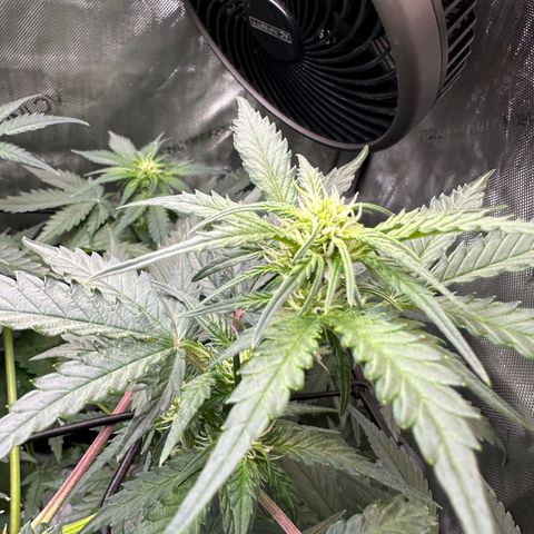 Amnesia Haze growlog timeline photo