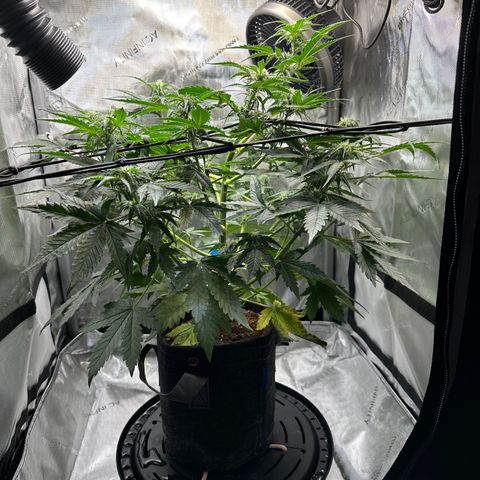 Amnesia Haze growlog timeline photo