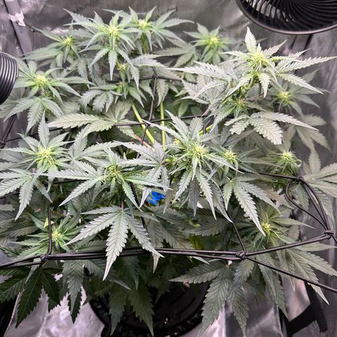 Amnesia Haze growlog timeline photo