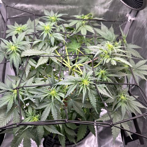 Amnesia Haze growlog timeline photo