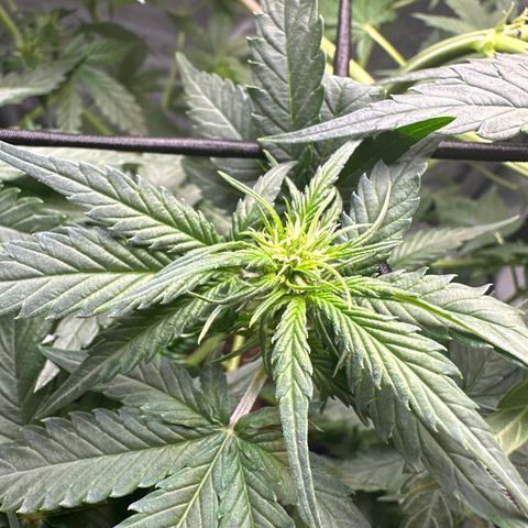 Amnesia Haze growlog timeline photo