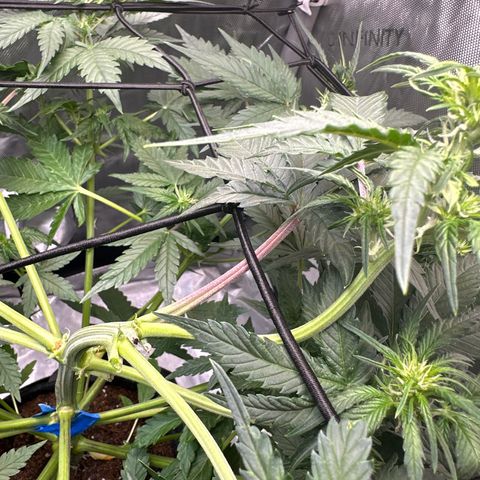 Amnesia Haze growlog timeline photo