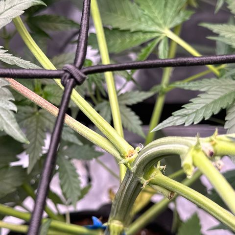Amnesia Haze growlog timeline photo