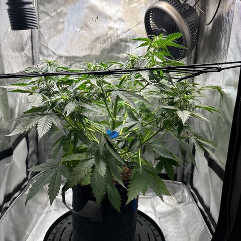 Amnesia Haze growlog timeline photo