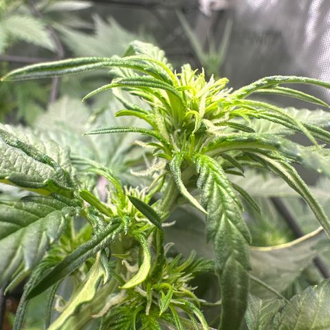 Amnesia Haze growlog timeline photo