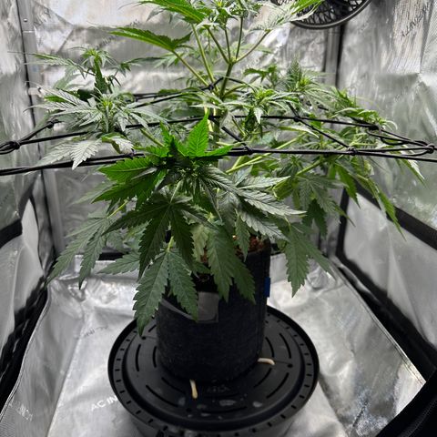Amnesia Haze growlog timeline photo