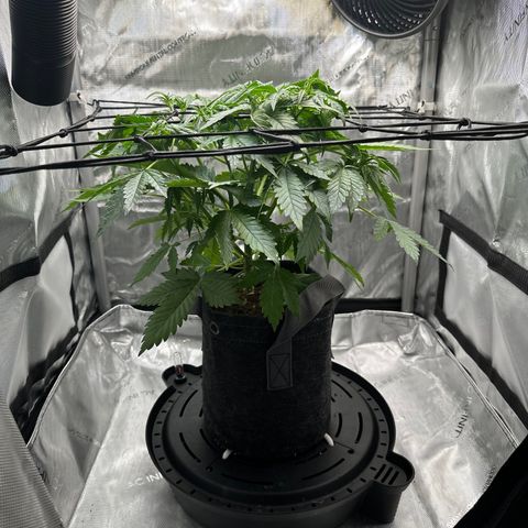 Amnesia Haze growlog timeline photo