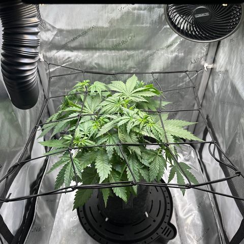 Amnesia Haze growlog timeline photo