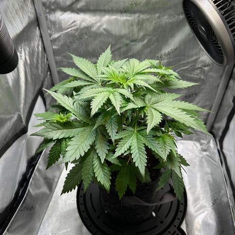 Amnesia Haze growlog timeline photo