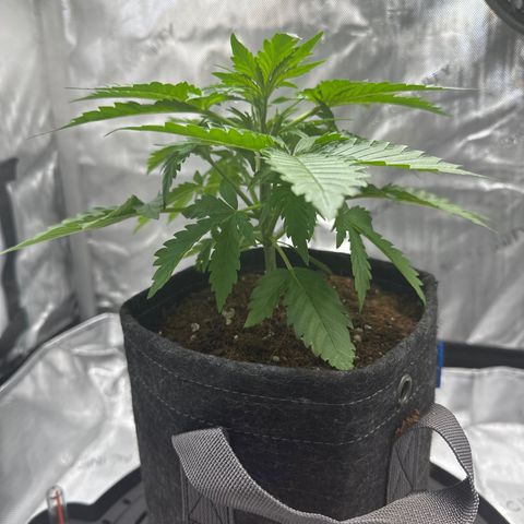 Amnesia Haze growlog timeline photo