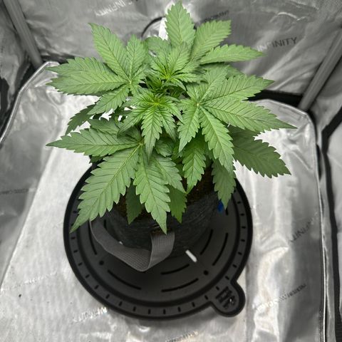 Amnesia Haze growlog timeline photo