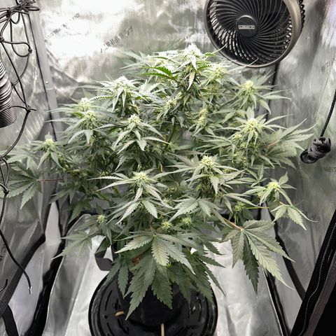 Amnesia Haze growlog timeline photo