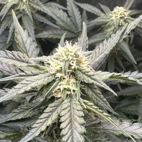 Amnesia Haze growlog timeline photo