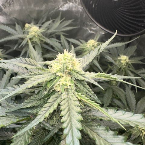 Amnesia Haze growlog timeline photo