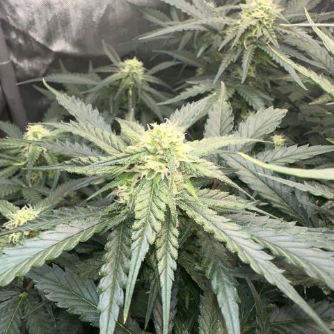 Amnesia Haze growlog timeline photo