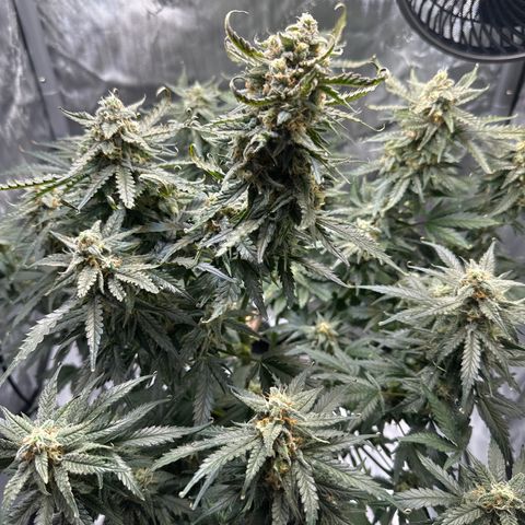 Amnesia Haze growlog timeline photo