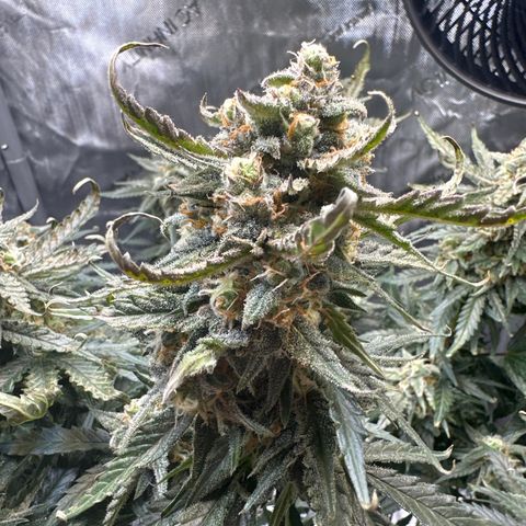 Amnesia Haze growlog timeline photo