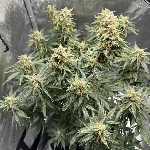 Amnesia Haze growlog timeline photo