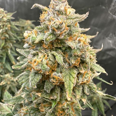 Amnesia Haze growlog timeline photo
