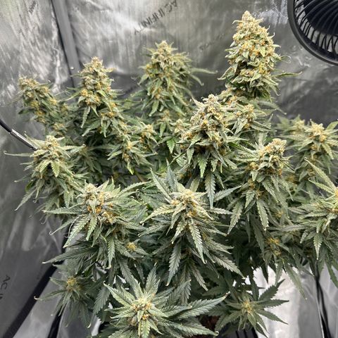 Amnesia Haze growlog timeline photo