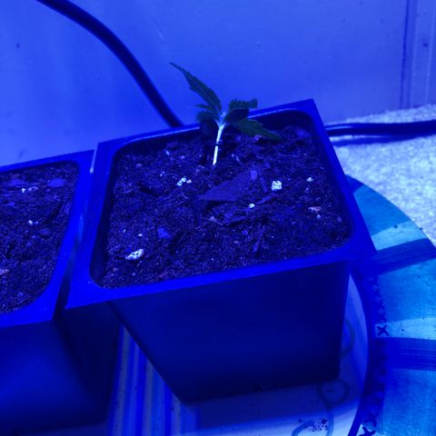 Bag Ladies growlog timeline photo