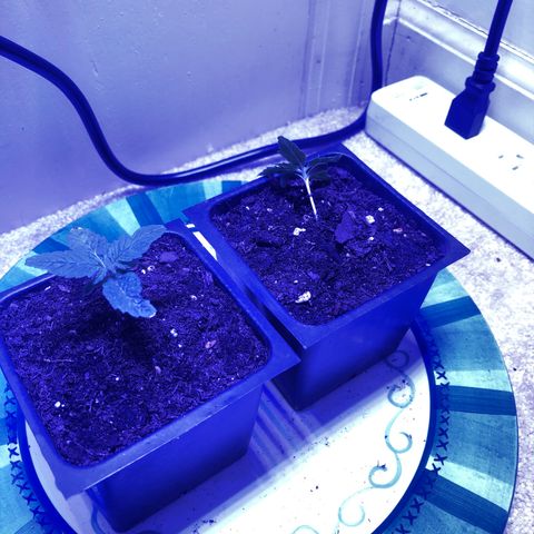 Bag Ladies growlog timeline photo