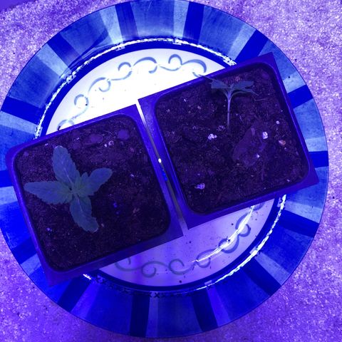Bag Ladies growlog timeline photo