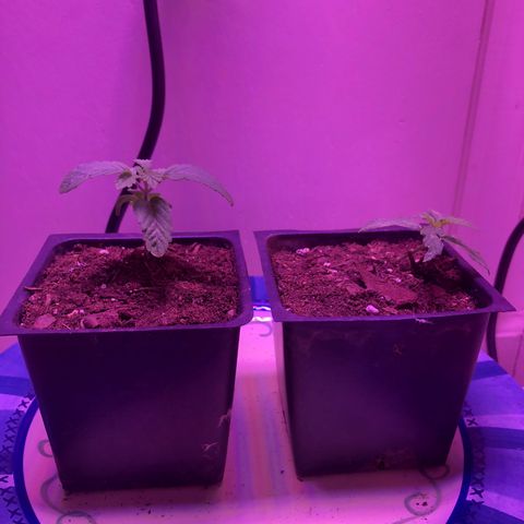 Bag Ladies growlog timeline photo