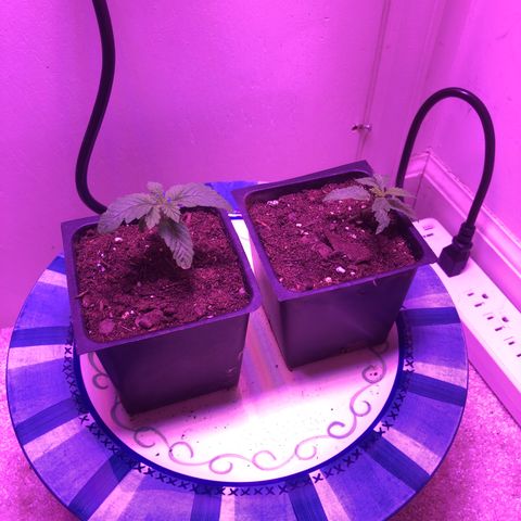 Bag Ladies growlog timeline photo