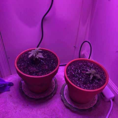 Bag Ladies growlog photo: Transplanted into larger pots and Coast of Maine soil