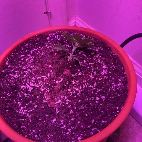 Bag Ladies growlog timeline photo