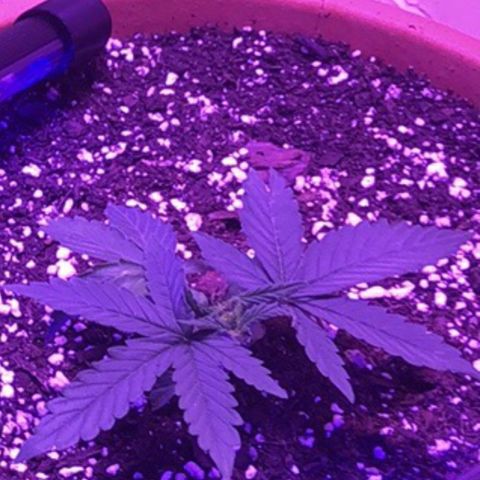 Bag Ladies growlog timeline photo