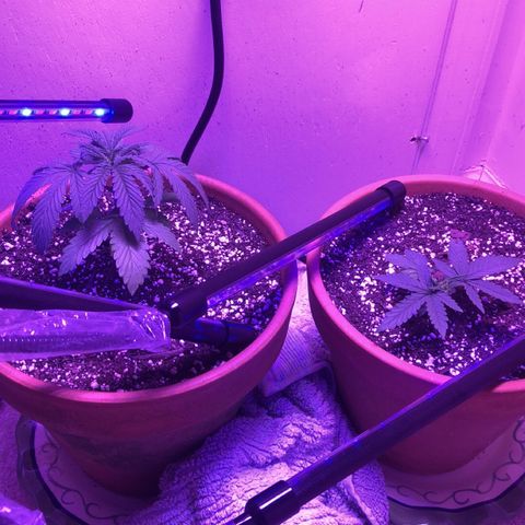 Bag Ladies growlog timeline photo