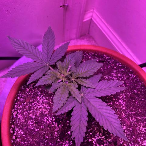 Bag Ladies growlog timeline photo