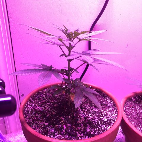 Bag Ladies growlog timeline photo