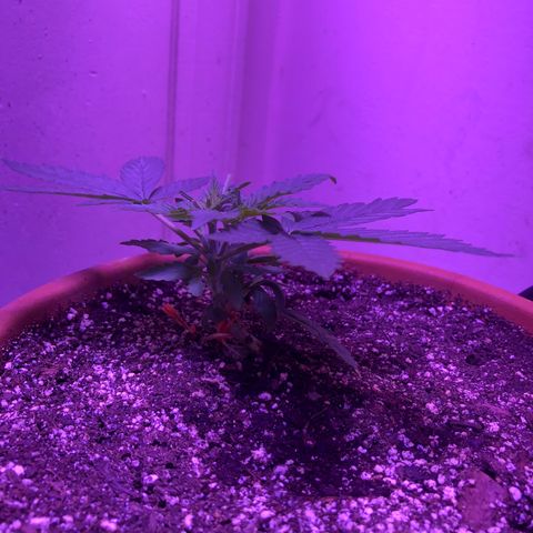 Bag Ladies growlog timeline photo