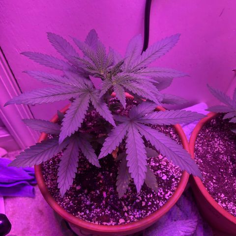 Bag Ladies growlog timeline photo