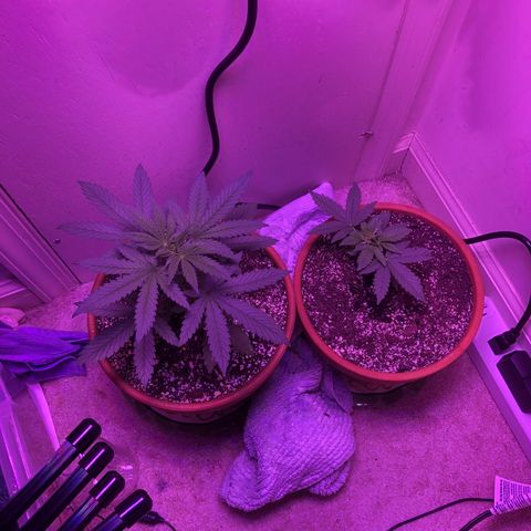 Bag Ladies growlog timeline photo