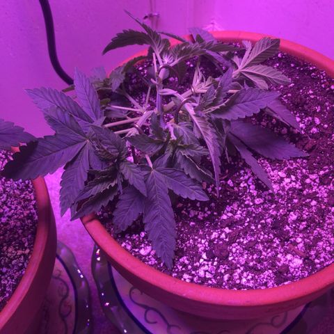 Bag Ladies growlog photo: LST