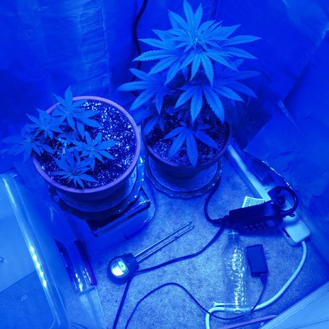 Bag Ladies growlog timeline photo