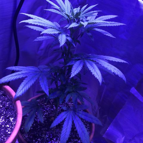 Bag Ladies growlog timeline photo